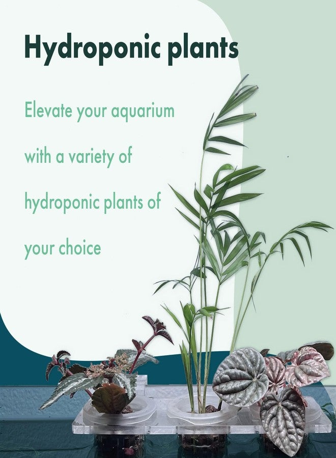 SubstrateSource Upgraded Acrylic Adjustable Clear Aquarium Plant Holder, Premium Aquarium Planter, Sturdy Aquarium Pothos Holder for Optimal Plant Growth (Small) - Image 4